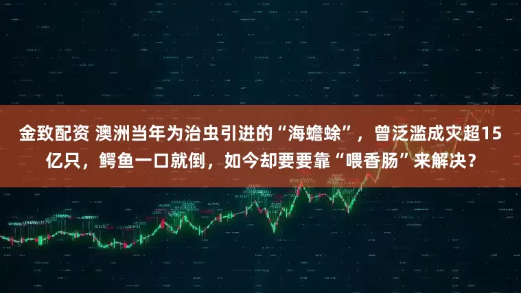 金致配资 澳洲当年为治虫引进的“海蟾蜍”，曾泛滥成灾超15亿只，鳄鱼一口就倒，如今却要要靠“喂香肠”来解决？